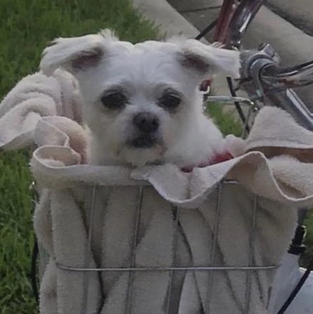 Scrappy in a basket